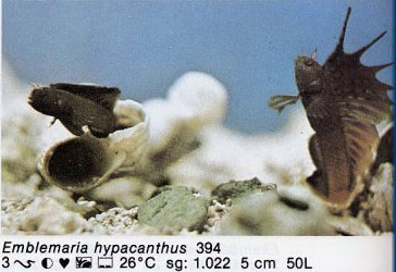 Emblemaria hypacanthys